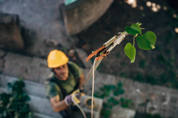 Best Fruit Tree Pruning  in North Shore, CA